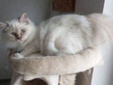 Couleur lilac tabby
