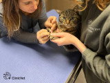ClinicVet Bosc-Le-Hard