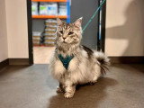 ClinicVet Bosc-Le-Hard