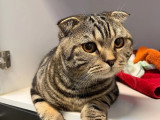 ClinicVet Bosc-Le-Hard