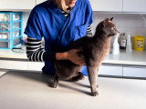 ClinicVet Dieppe