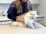 ClinicVet Dieppe