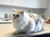 ClinicVet Dieppe