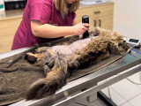 ClinicVet Dieppe