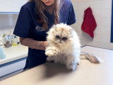 ClinicVet Dieppe