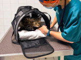 ClinicVet Dieppe