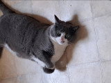 Pet's Evolution