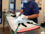 ClinicVet Gournay-en-Bray