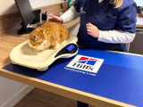 ClinicVet Gournay-en-Bray