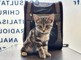 ClinicVet Martainville