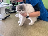 ClinicVet Isneauville