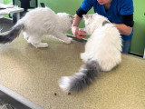ClinicVet Isneauville