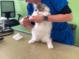 ClinicVet Isneauville