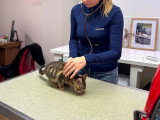 ClinicVet Mont-Saint-Aignan