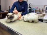 ClinicVet Mont-Saint-Aignan