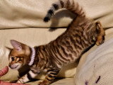 De vraie felin