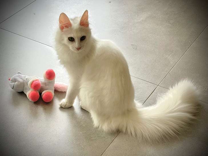 Chatterie Eden Angora
