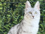 Chatterie Eden Angora