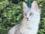 Chatterie Eden Angora
