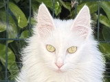 Chatterie Eden Angora