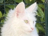 Chatterie Eden Angora
