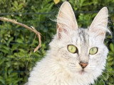 Chatterie Eden Angora