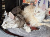 Chatterie Eden Angora