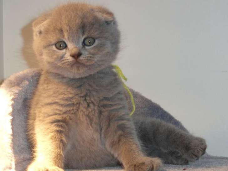 Du Prince Chatrmant