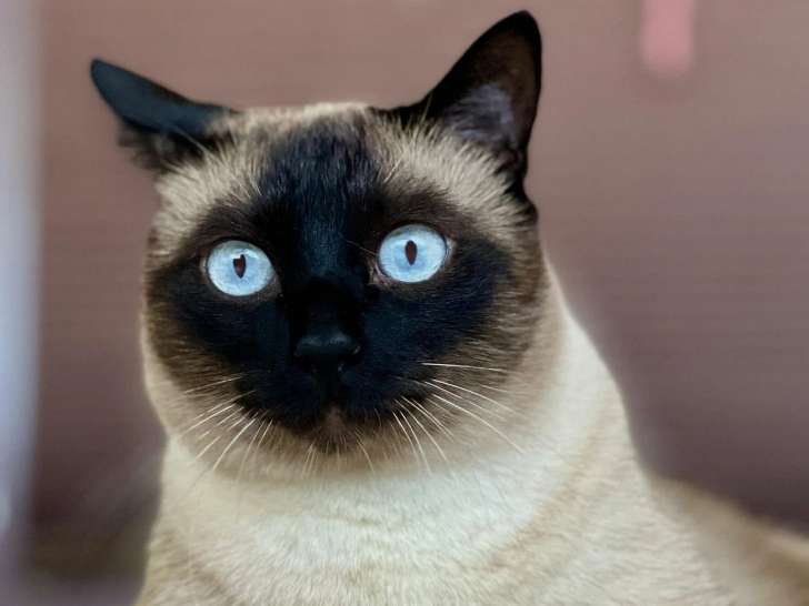 Ô 3 Ptits Chats 