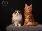 Studio One Shot