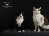 Studio One Shot