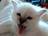 Chaton du Saule d'Or