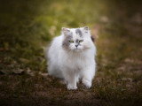 Morgane B