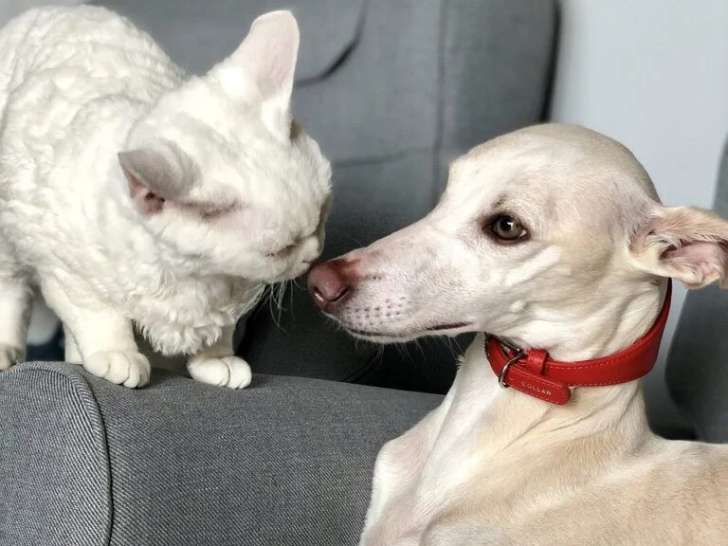 Truc de Woof