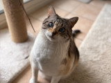 Colombe et Cie