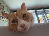 Colombe et Cie