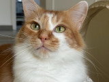 Colombe et Cie