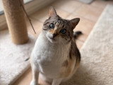 Colombe et Cie