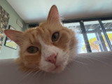 Colombe et Cie