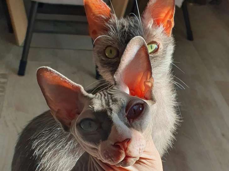 DoggyCat Compagnie