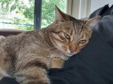 DoggyCat Compagnie