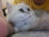 DoggyCat Compagnie