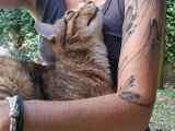 DoggyCat Compagnie