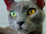 DoggyCat Compagnie