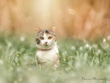 Severine Photography