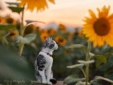 Severine Photography