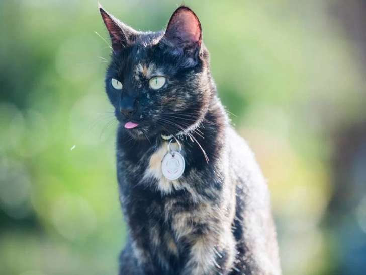 Psyko'Pattes