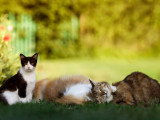 Alsa'Pets