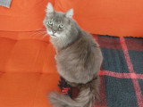 Alsa'Pets
