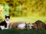Alsa'Pets